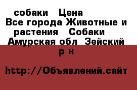 собаки › Цена ­ 2 500 - Все города Животные и растения » Собаки   . Амурская обл.,Зейский р-н